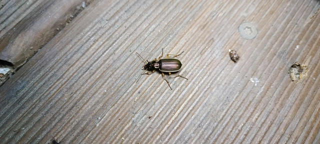 Chlaenius spoliatus - csupasz bűzfutó