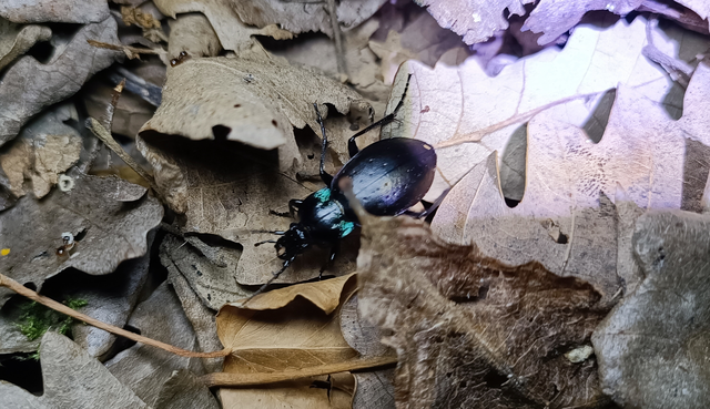 Carabus nemoralis - ligeti futrinka