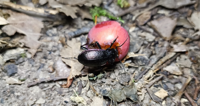 Carabus nemoralis - ligeti futrinka