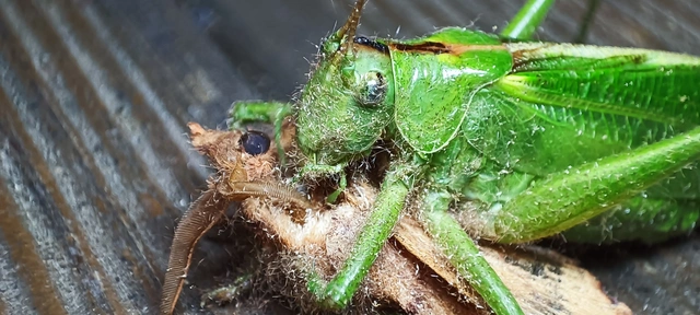 Tettigonia viridissima - zöld lombszöcske