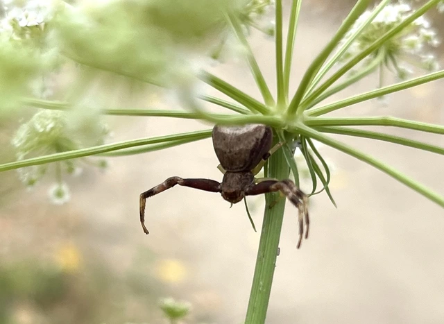 Pistius truncatus - csonka karolópók