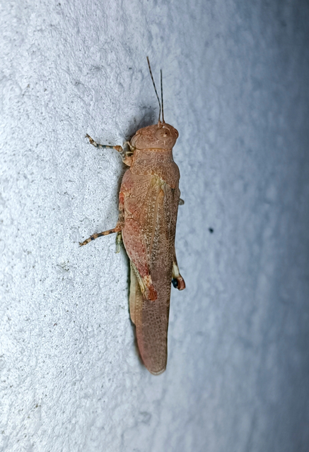 Oedipoda caerulescens - kékszárnyú sáska