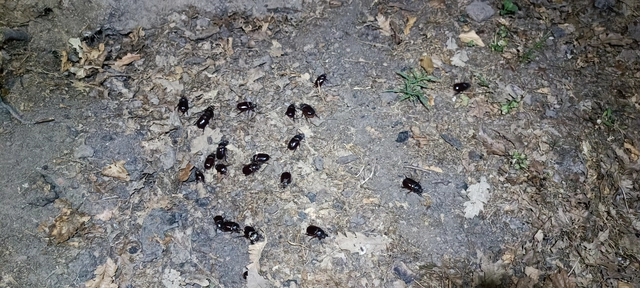 Oryctes nasicornis - orrszarvú bogár