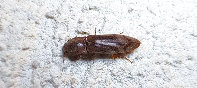 Stenagostus rhombeus - rombusznyakú pattanó