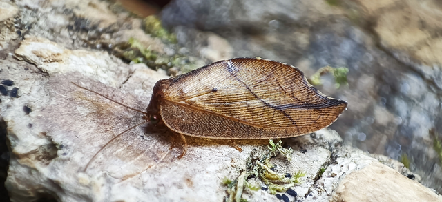 Drepanepteryx phalaenoides
