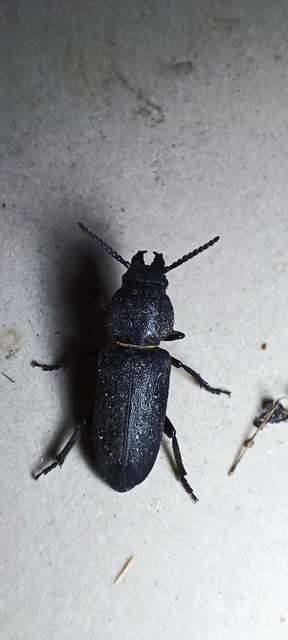 Spondylis buprestoides - erdei félcincér