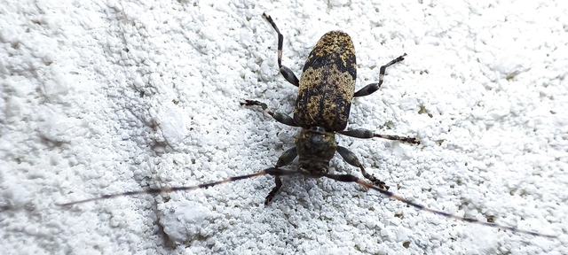 Leiopus nebulosus - öves gesztcincér