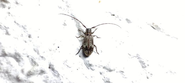Exocentrus adspersus - tölgyfa-rőzsecincér