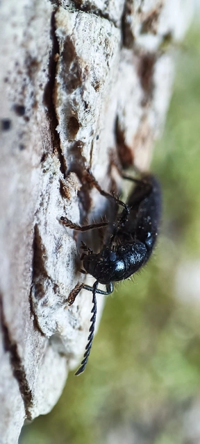 Tillus elongatus - fekete szúfarkas