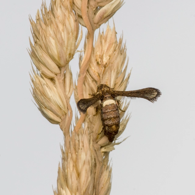 Microsphecia brosiformis - folyófűszitkár