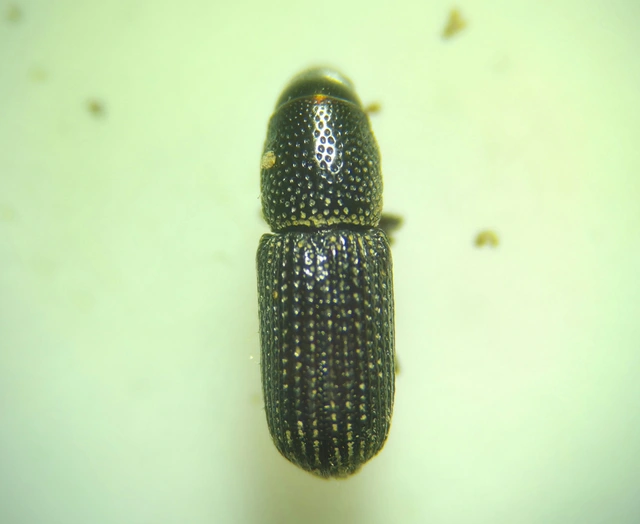 Brachytemnus porcatus - négyzetestorú szúormányos