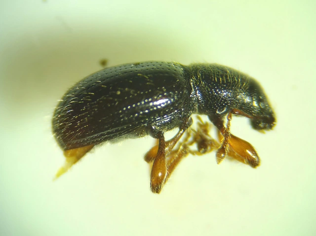 Exomias mollicomus - bolyhos mohaormányos