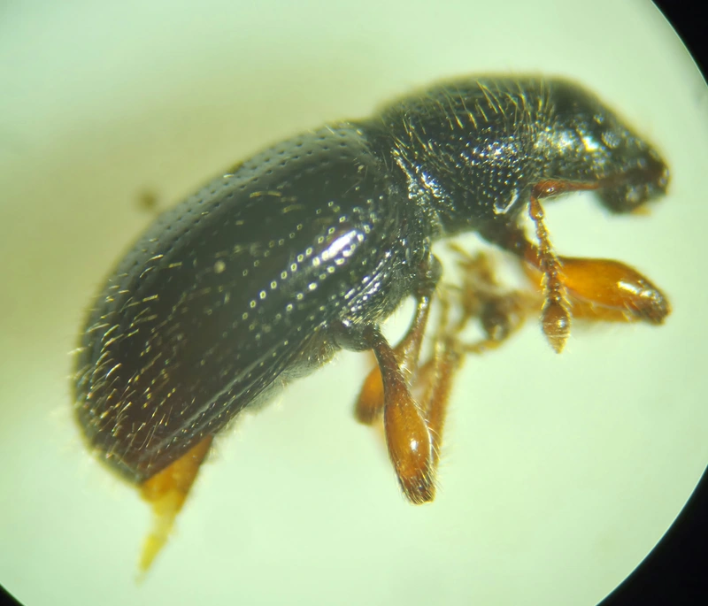 Exomias mollicomus - bolyhos mohaormányos