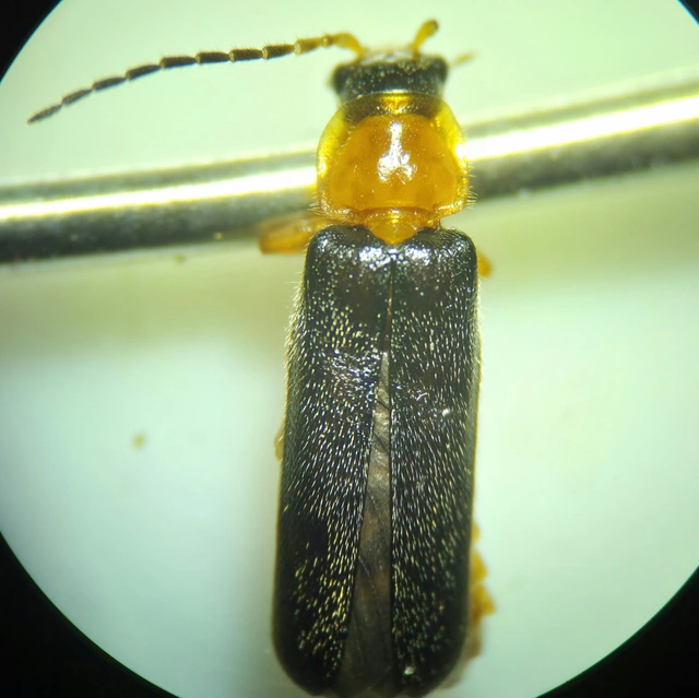Cantharis nigra