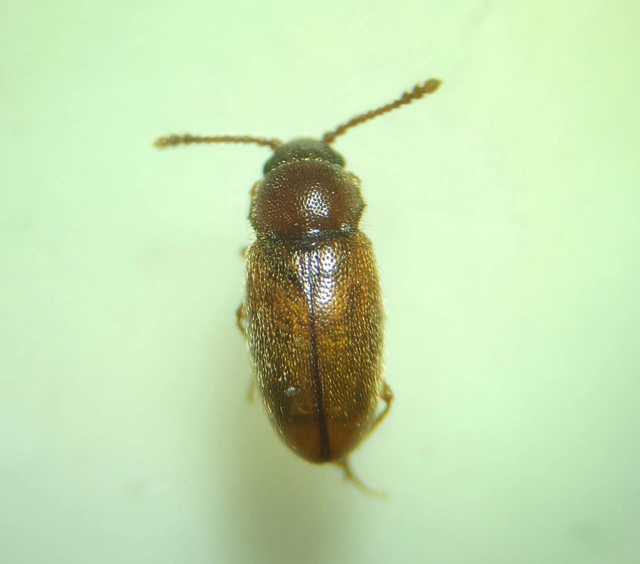 Cryptophagidae - penészbogárfélék