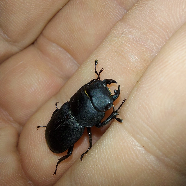 Dorcus parallelipipedus - kis szarvasbogár