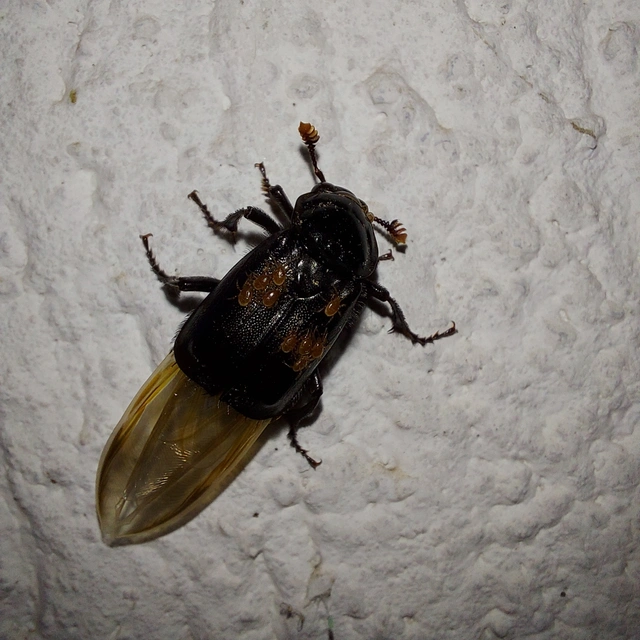 Nicrophorus humator - fekete temetőbogár