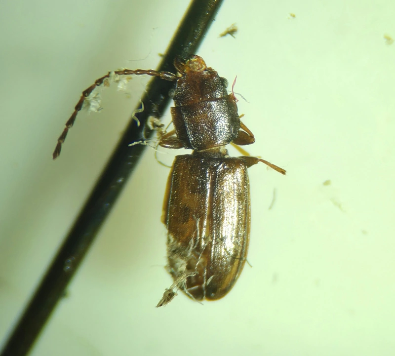 Notolaemus castaneus - gesztenyebarna szegélyeslapbogár