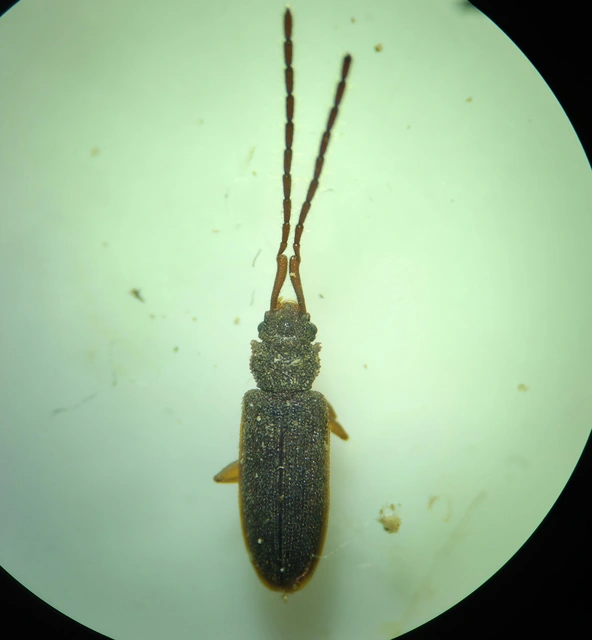 Uleiota planatus - hosszúcsápú fogasnyakú-lapbogár