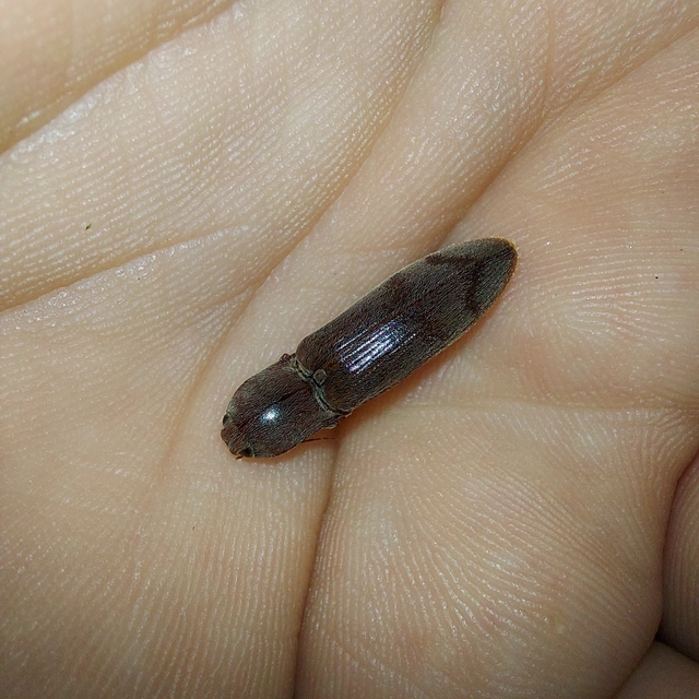 Stenagostus rhombeus - rombusznyakú pattanó