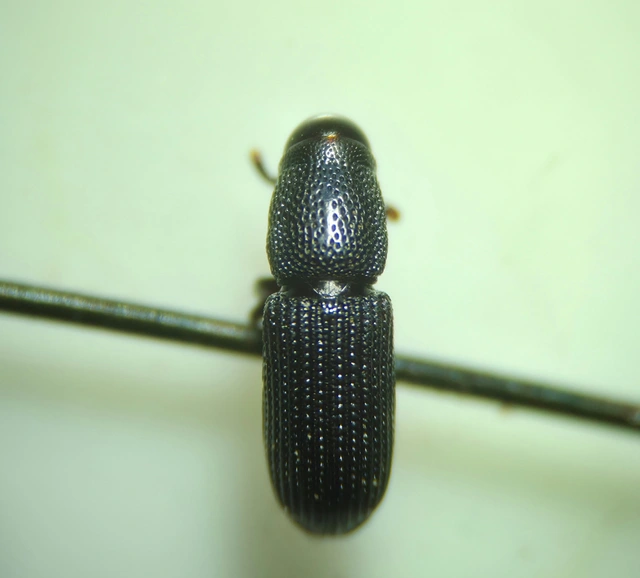 Rhyncolus elongatus - nyurga szúormányos Rhyncolus elongatus - nyurga szúormányos