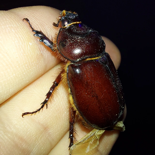 Oryctes nasicornis - orrszarvú bogár