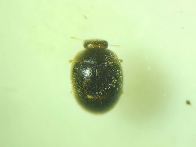 Clitostethus arcuatus - liszteske-bödice