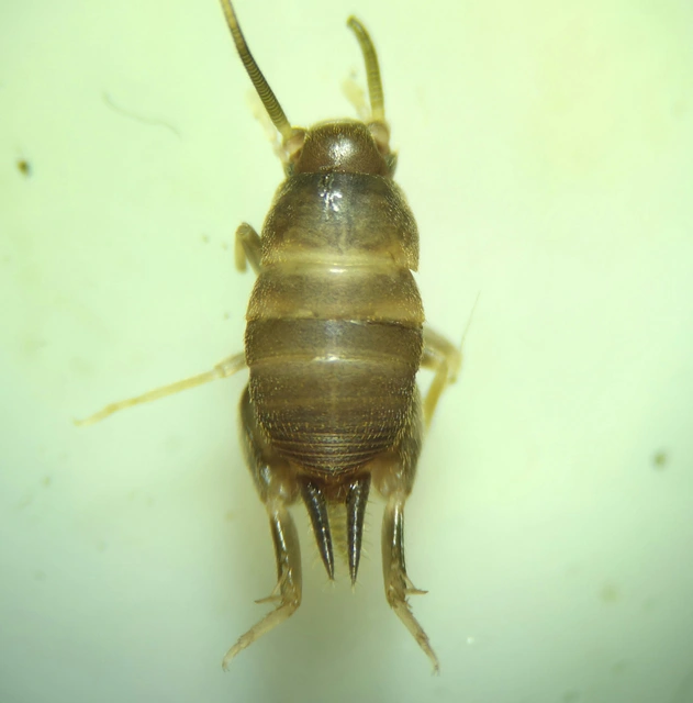 Myrmecophilus