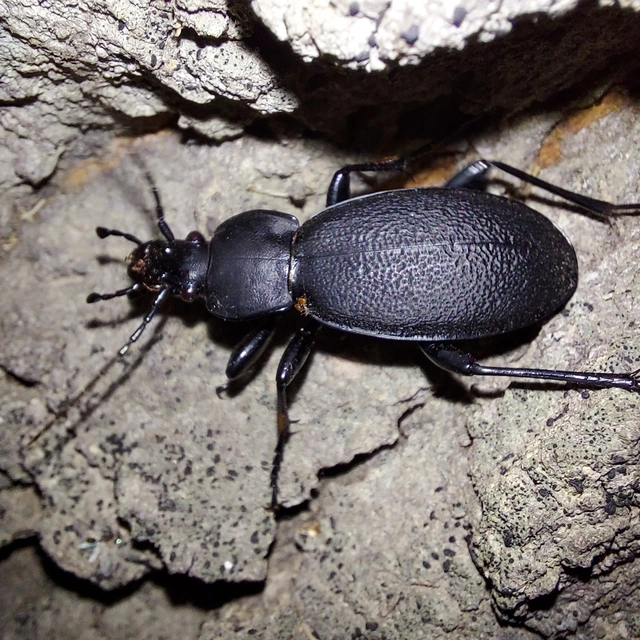 Carabus coriaceus - bőrfutrinka