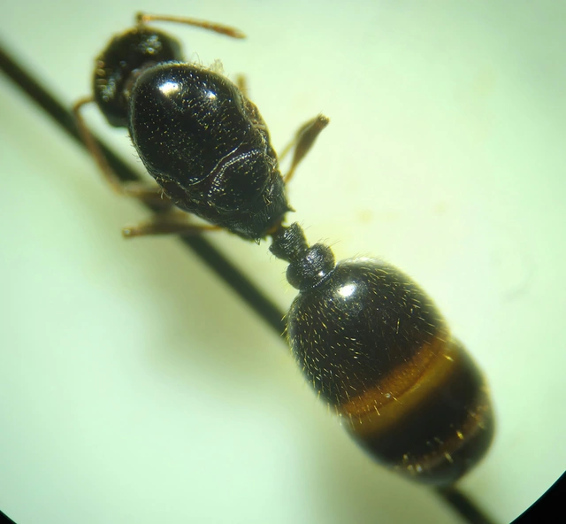 Tetramorium