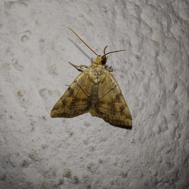 Cosmia trapezina - közönséges lombbagoly