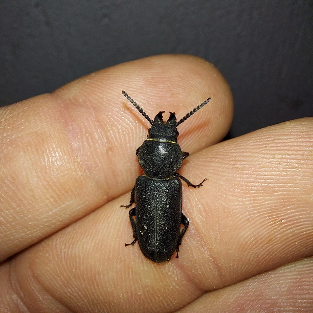 Spondylis buprestoides - erdei félcincér