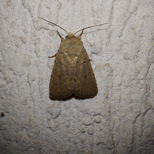 Platyperigea aspersa - homokszínű selymesbagoly