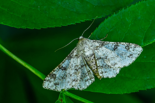 Ascotis selenaria - holdas faaraszoló