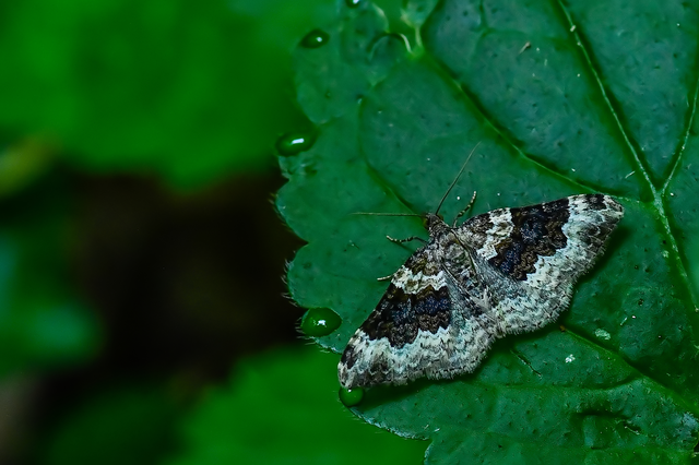 Epirrhoe galiata - sávos galajaraszoló