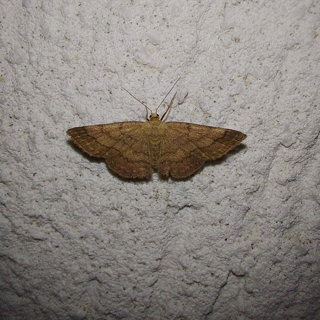 Scopula rubiginata - réti pirosaraszoló