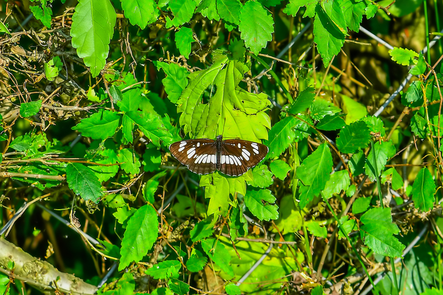 Neptis rivularis - nagy fehérsávoslepke
