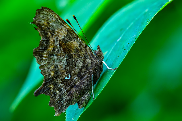 Nymphalis c-album - C-betűs lepke