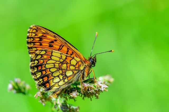 Melitaea aurelia - recés tarkalepke