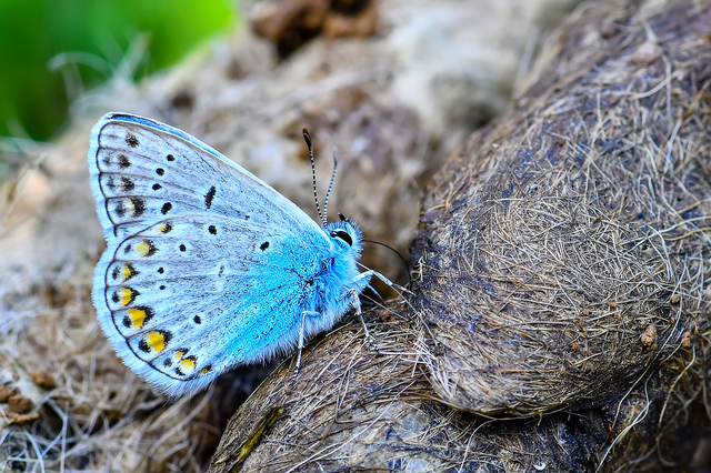 Polyommatus icarus - közönséges boglárka
