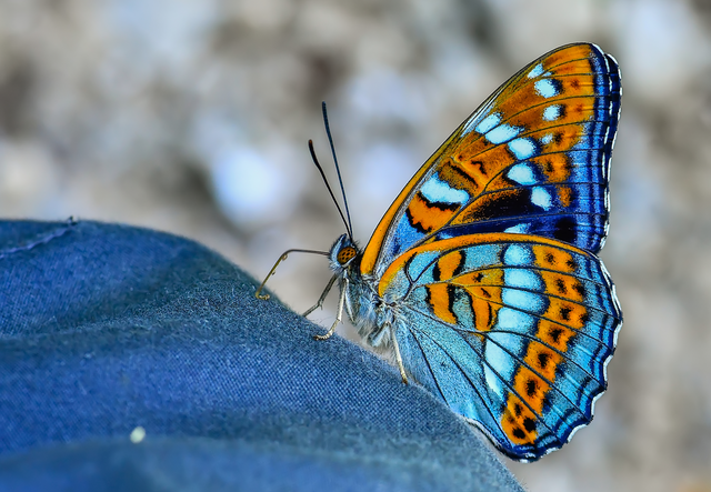 Limenitis populi - nagy nyárfalepke