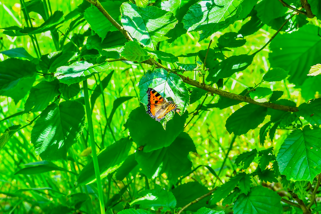 Nymphalis urticae - kis rókalepke Nymphalis urticae - kis rókalepke