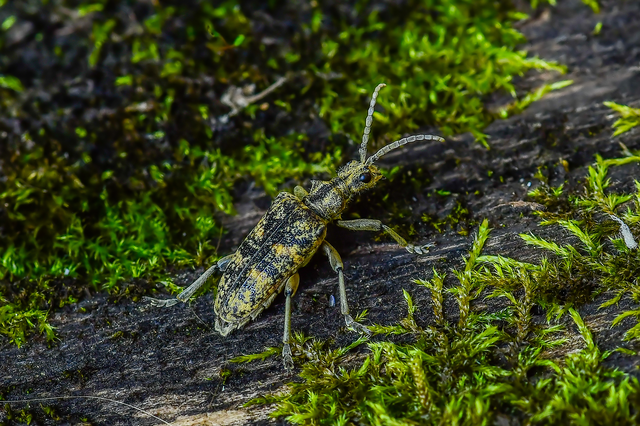 Rhagium sycophanta - tölgyes-tövisescincér