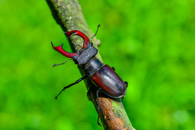 Lucanus cervus - nagy szarvasbogár