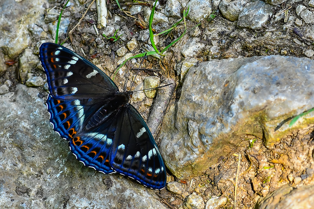 Limenitis populi - nagy nyárfalepke