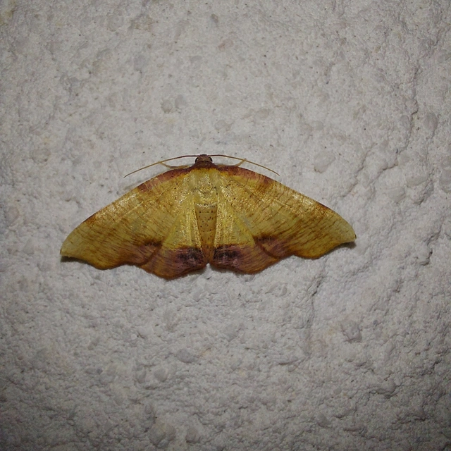 Plagodis dolabraria - baltaszárnyú araszoló