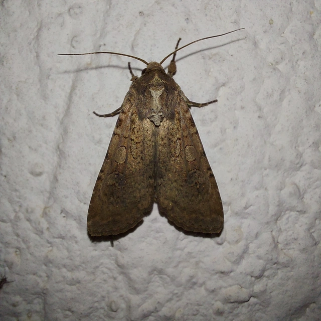 Peridroma saucia - vándor földibagoly