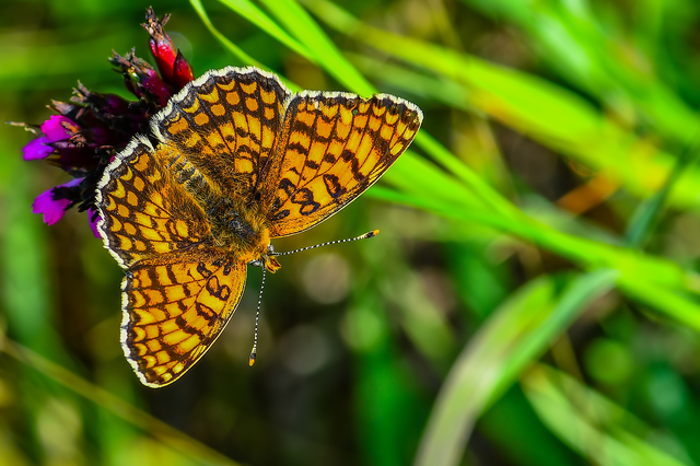 Melitaea phoebe - nagy tarkalepke