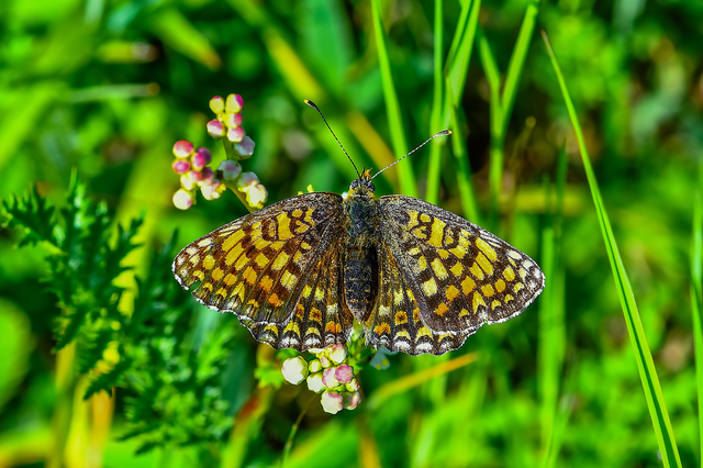 Melitaea phoebe - nagy tarkalepke
