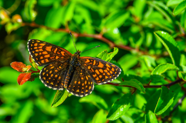 Melitaea diamina - kockás tarkalepke